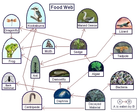 food web diagram template. simple food chain diagram.