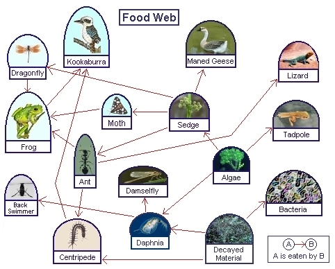 World Of Celebrities: The Tundra Food Web
