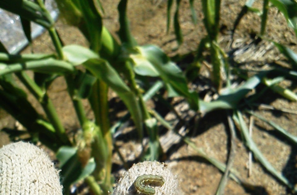 Small vege garden in a suburb Persisting bugs in sweet corns.
