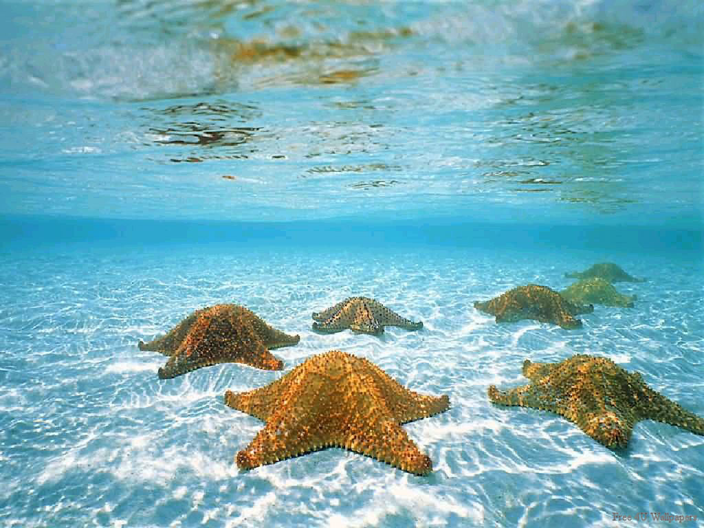 Image Of Underwater