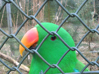 male eclectus eclectus
