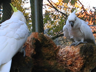 Two cockatoos Two cockatoos