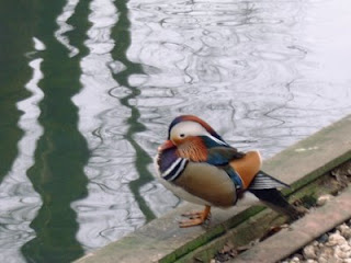 harlequin duck harlequin duck