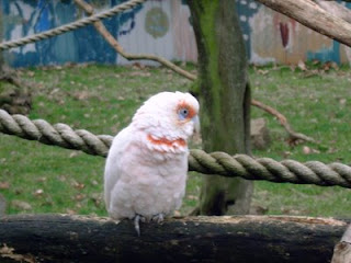 bald face cockatoo bald face cockatoo