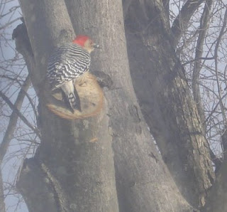 red bellied woodpecker red bellied woodpecker