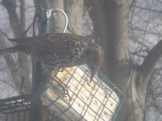 starling starling