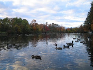 Ducks and geese hanging out Ducks and geese hanging out