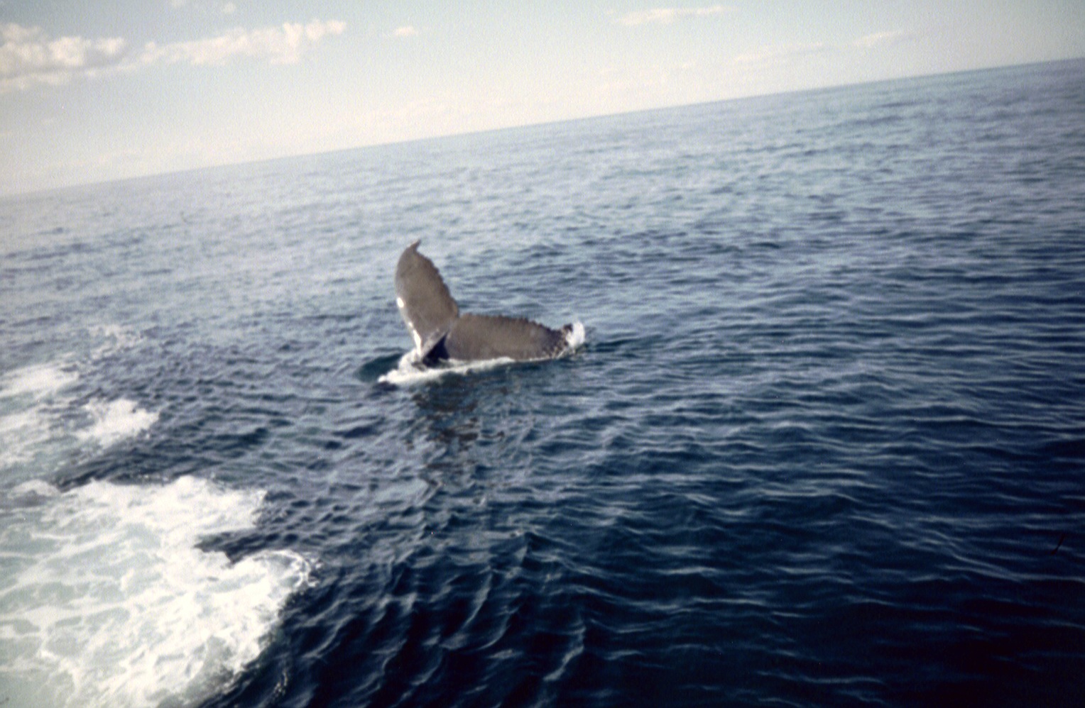 [imm022.JPG]
