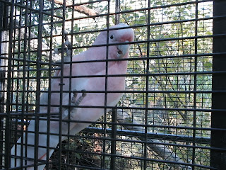 Major Mitchell's Cockatoo Major Mitchell's Cockatoo