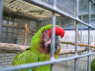 Military Macaw Military Macaw