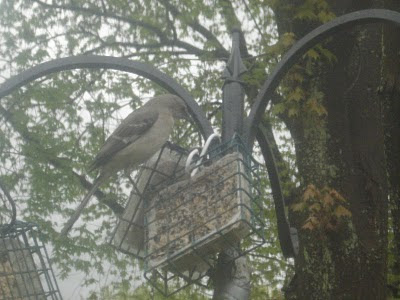 Is this a mockingbird? Is this a mockingbird?