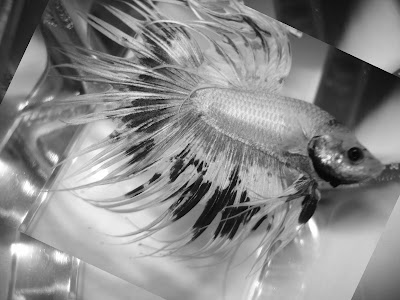 black and white betta black and white betta