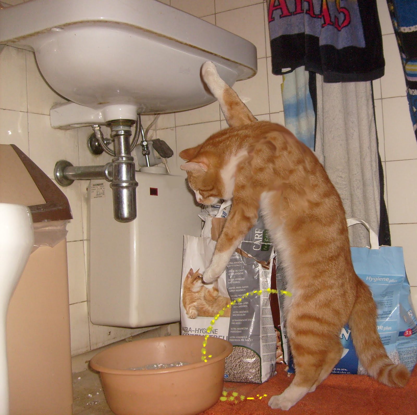 Potty Training Cat Cats Types