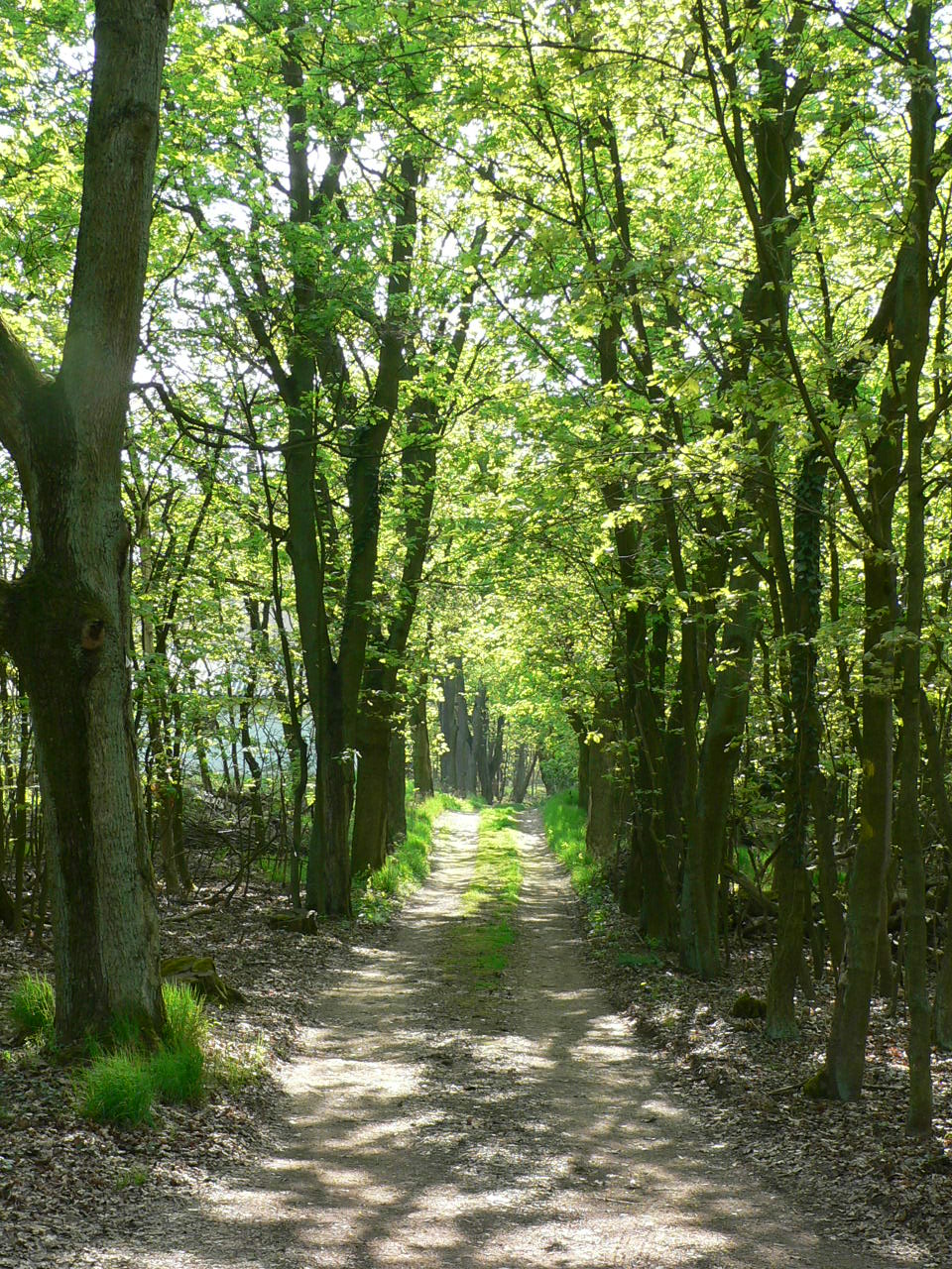 [136441393_8215f9fdeb_o.jpg]