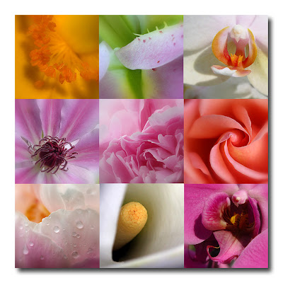 pics of flowers and their meanings. flowers and their meanings