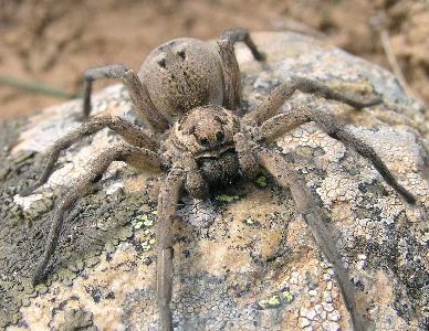 [Lycosa+narbonensis.bmp]