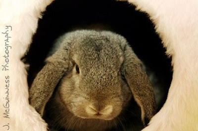 Christmas raffle for Rabbit & Guinea Pig Welfare. CLOSED Il_430xN.138247131