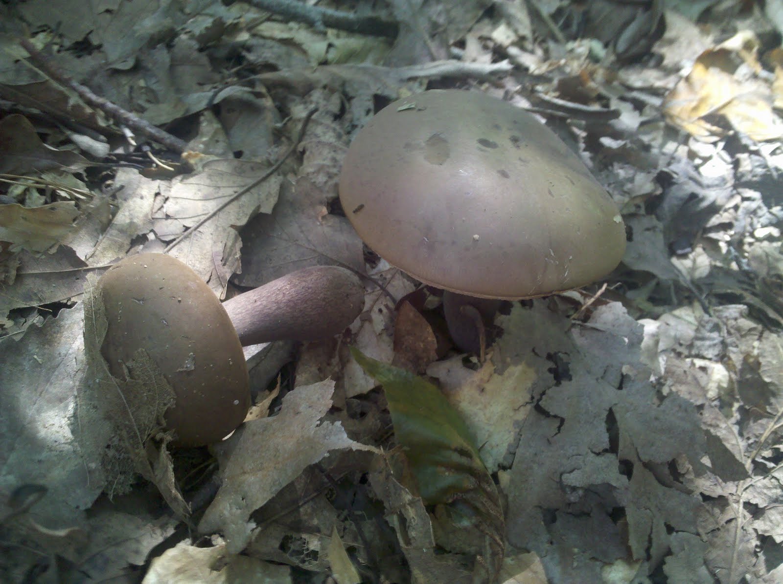 Anathemum Hickory Dickory Dock and the Mushroom Chronicles