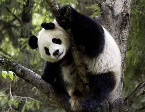 [panda.bmp]