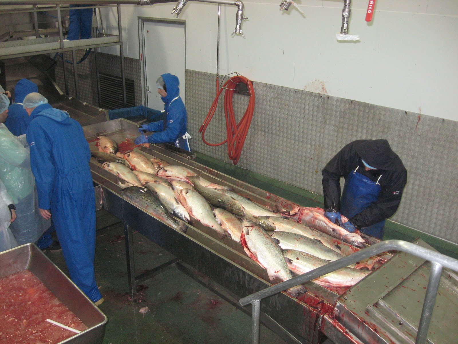 Sustainable Fish Farming 4Day Study Tour of Fish Farms in the