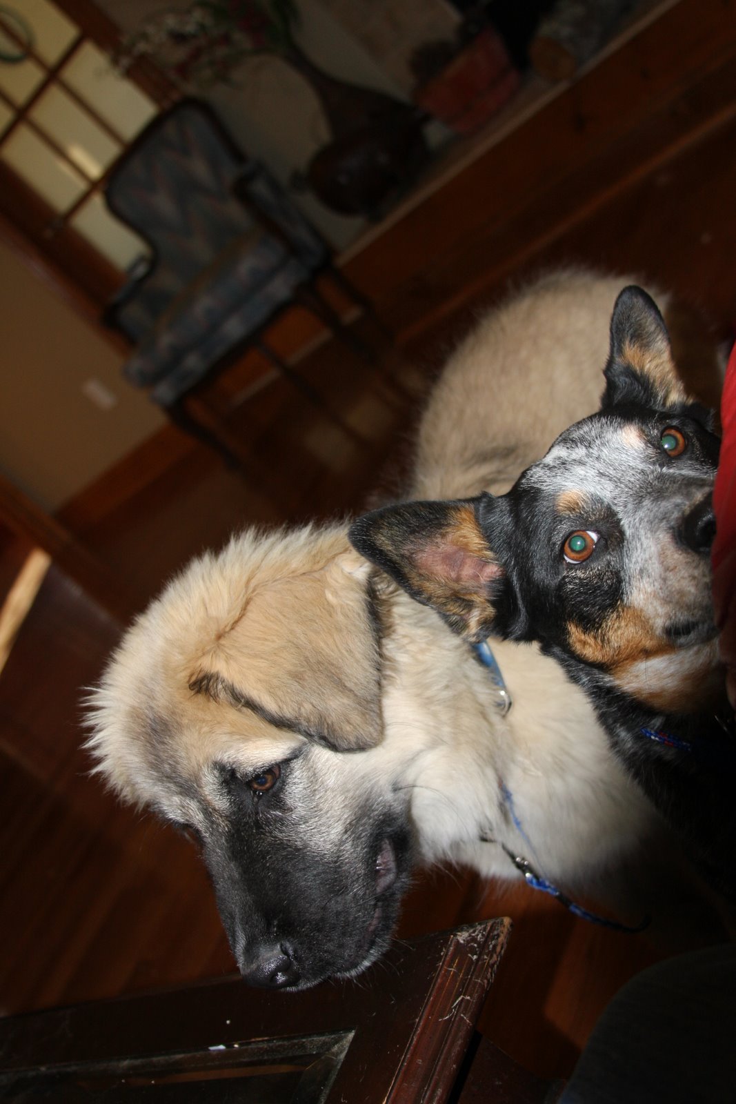 [critters022009+102.JPG]