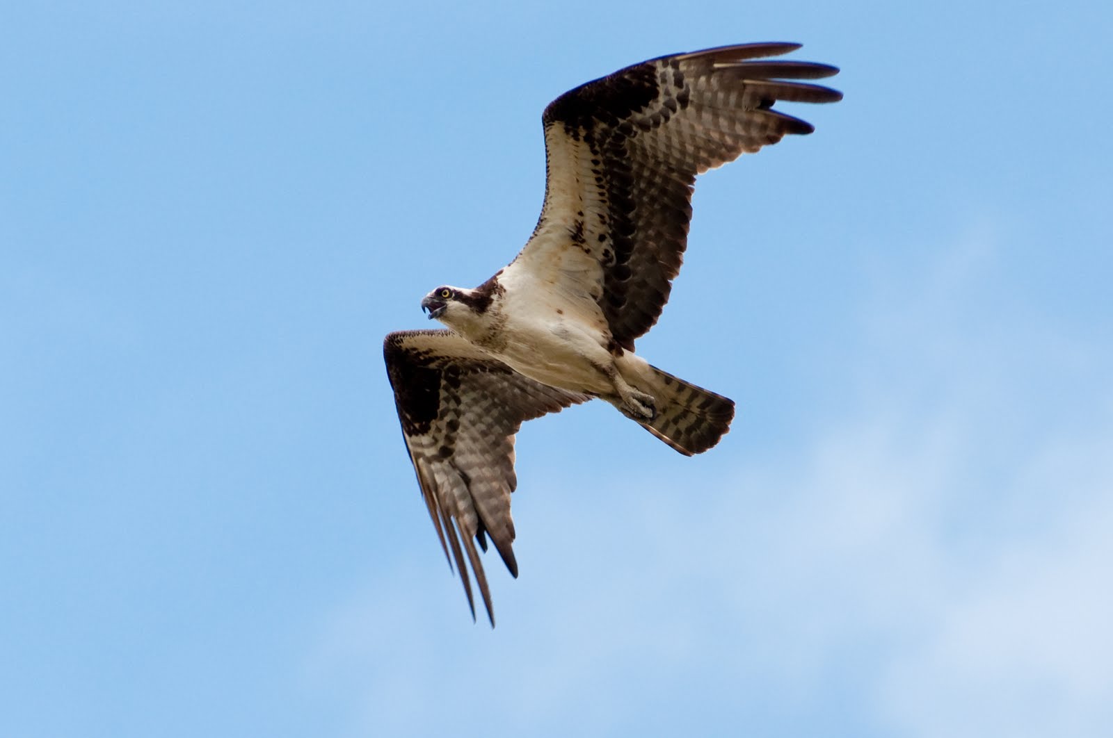 Connecticut Audubon Society Osprey up close and personal at CAS Coastal Center in Milford and