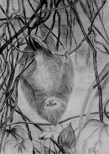 The two-Toed Sloth spends most of its solitary life hanging upside down