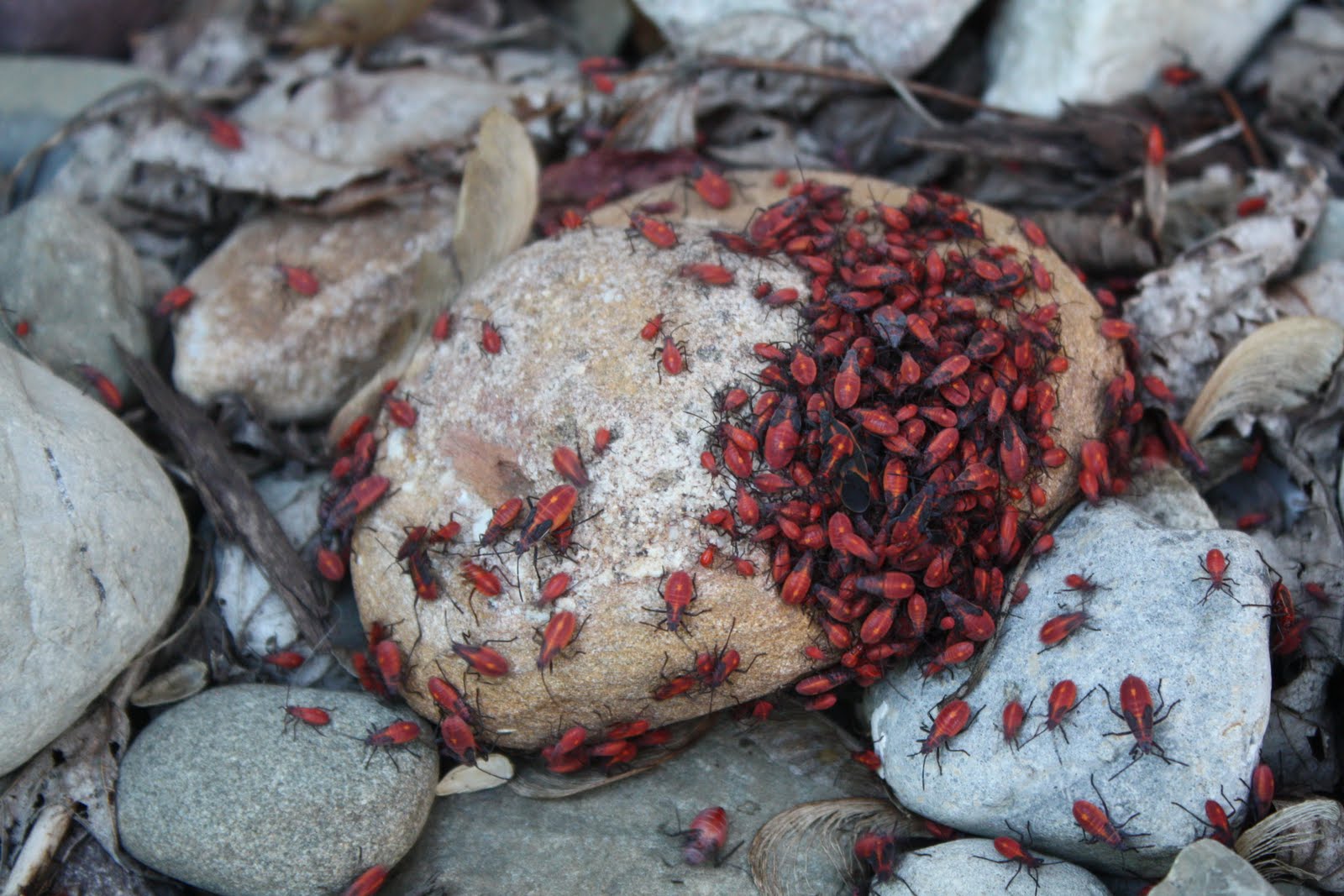 Dragonfly Whispers Baffling box elders!!!!