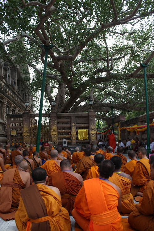 Monlam Sri-Lankais... sous l'arbre de la Bodhi
