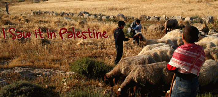 cool palestine