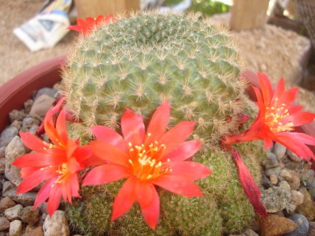 [Rebutia+minuscula.+flores..JPG]