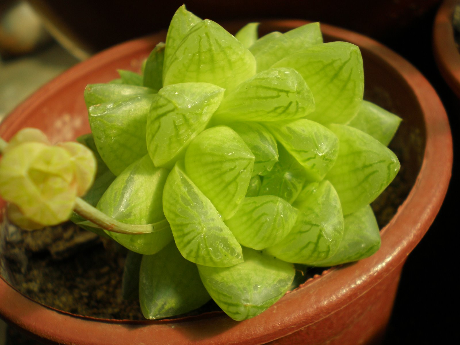 [Haworthia+cooperi+var.+dielsiana.JPG]