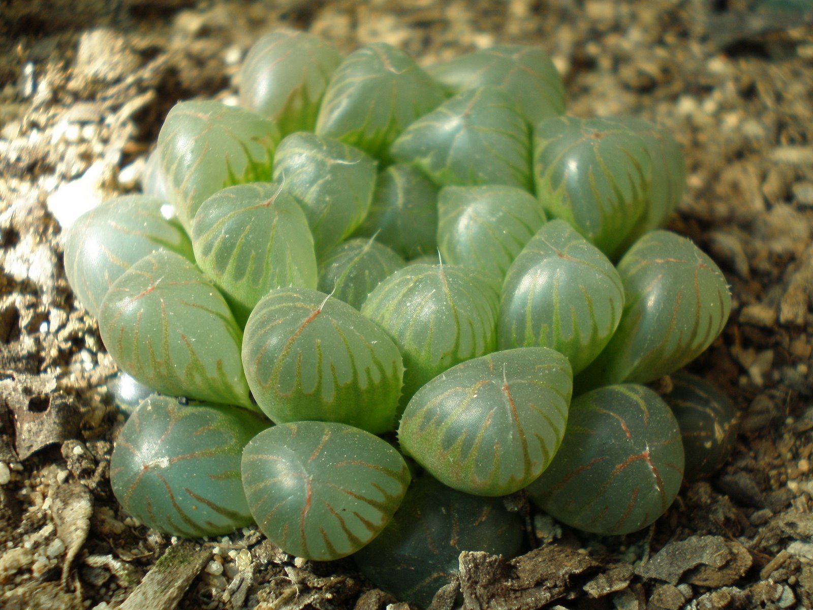[Haworthia+cooperi+var.+truncata.JPG]