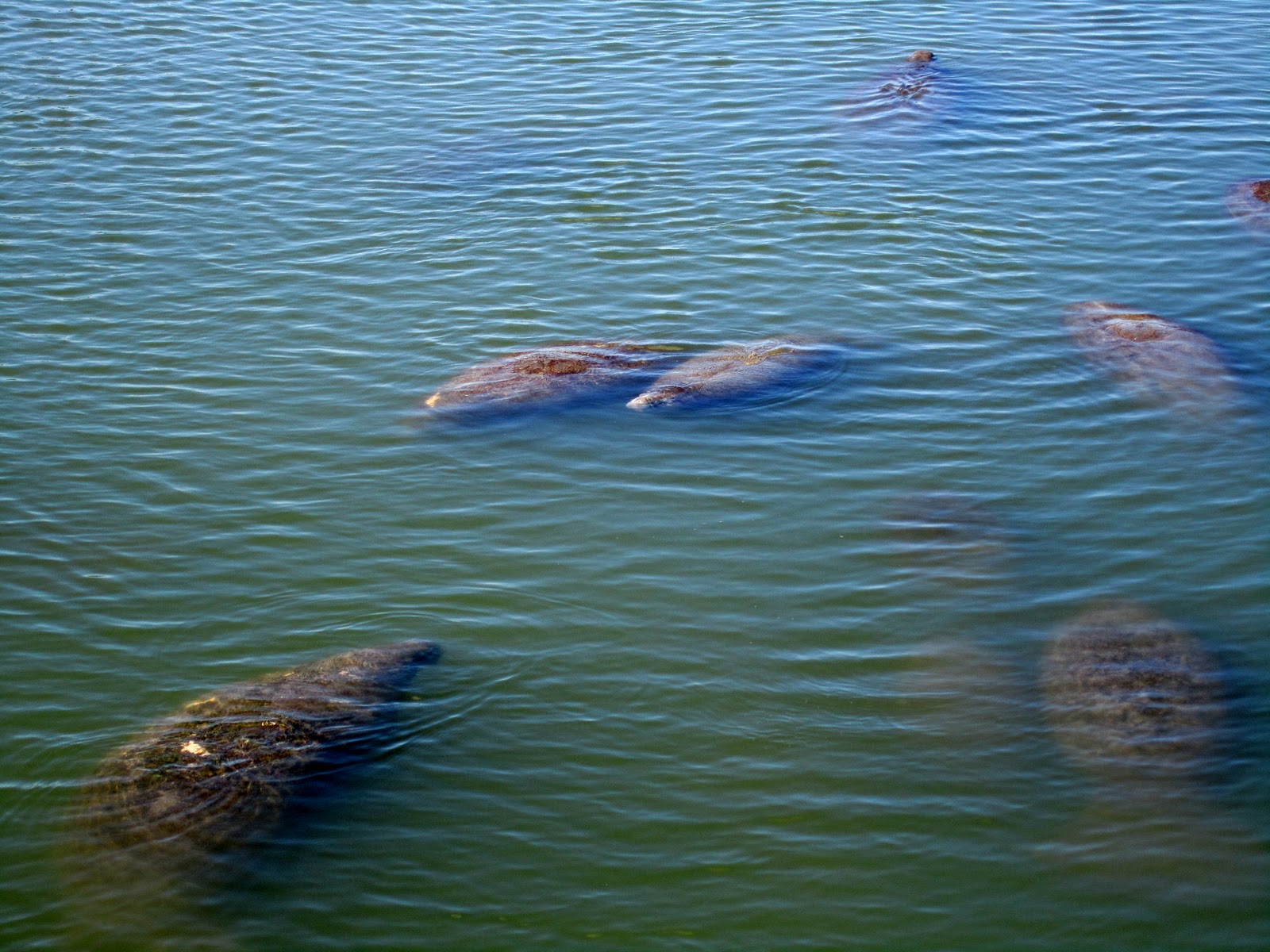 Hasty Pics: Manatee Viewing Center - Apollo Beach, Florida