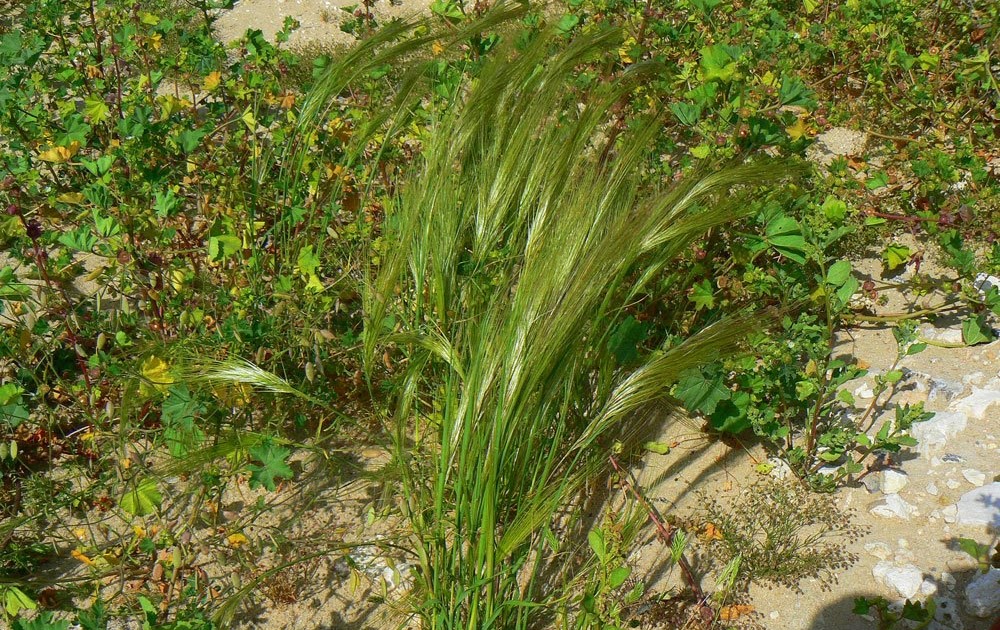 Common Plants of Qatar Qatar Natural History Group Qatar Visitor