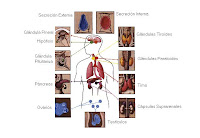 IMPORTANCIA SISTEMA ENDOCRINO importancia sistema endocrino: