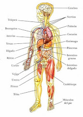 Cuerpo Humano