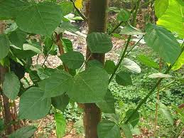 http://4.bp.blogspot.com/_5col2B9PHR4/TRVY5tb0c6I/AAAAAAAAABM/lVWZWw40v_E/s1600/Erythrina+lithosperma.jpg