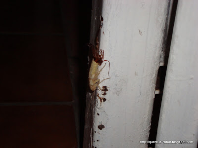 Cucaracha Blanca