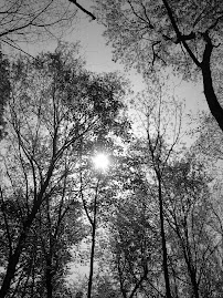 Sun through trees
