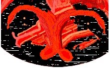 [snakes-PSR>fin.jpg]