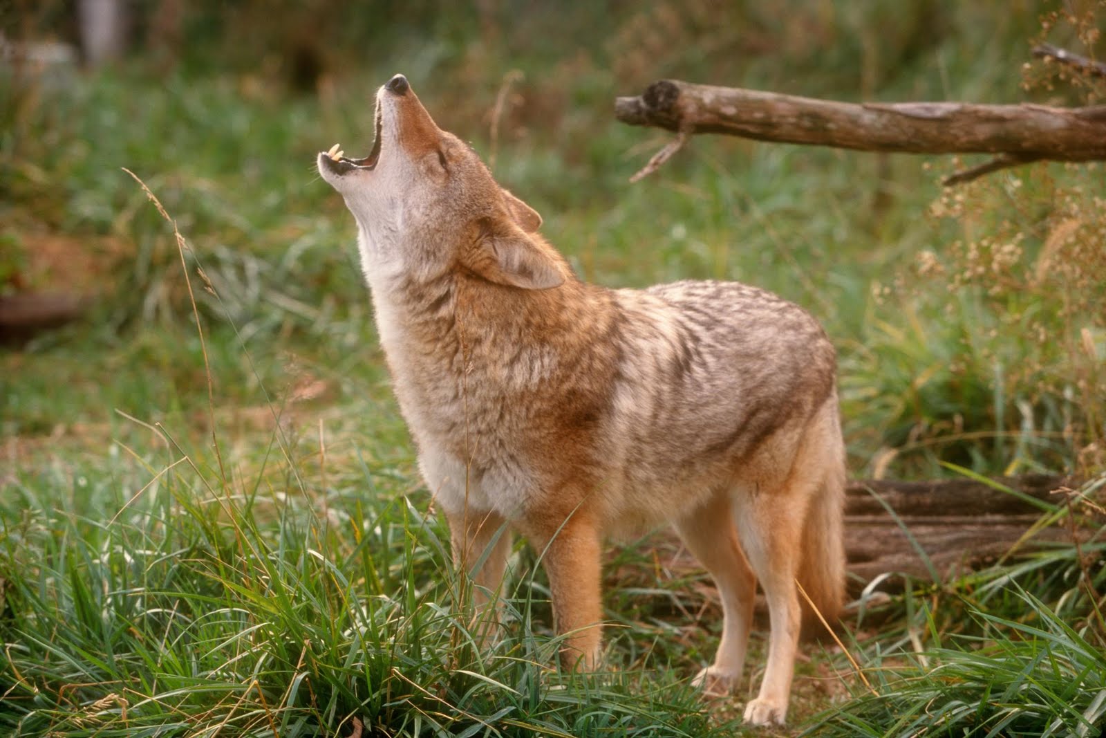 http://4.bp.blogspot.com/_5dxcnrYslUE/SwwQ_9uq3MI/AAAAAAAAF4M/nFYKvWXiVCg/s1600/Howling+Coyote.jpg