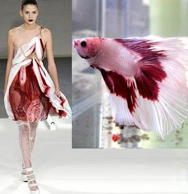  Siamese fighting fish for their latest fall winter 2008 collection
