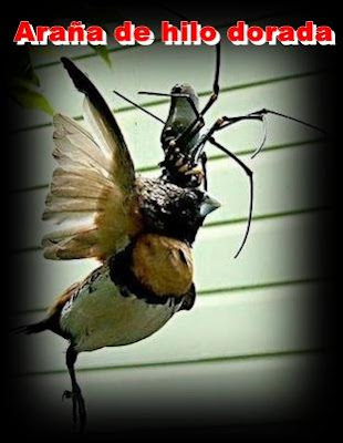 araña de hilo dorada araña de hilo dorada