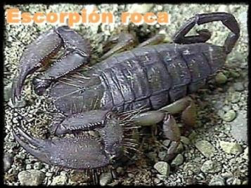 escorpion roca escorpion roca