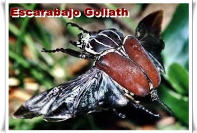 escarabajo goliath escarabajo goliath