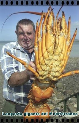 langosta gigante del mediterraneo langosta gigante del mediterraneo