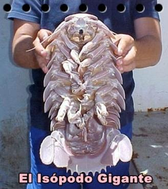 el isopodo gigante el isopodo gigante