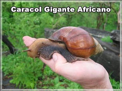 caracol gigante africano caracol gigante africano