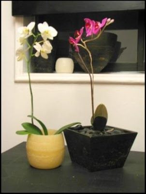 orquideas en macetas orquideas en macetas
